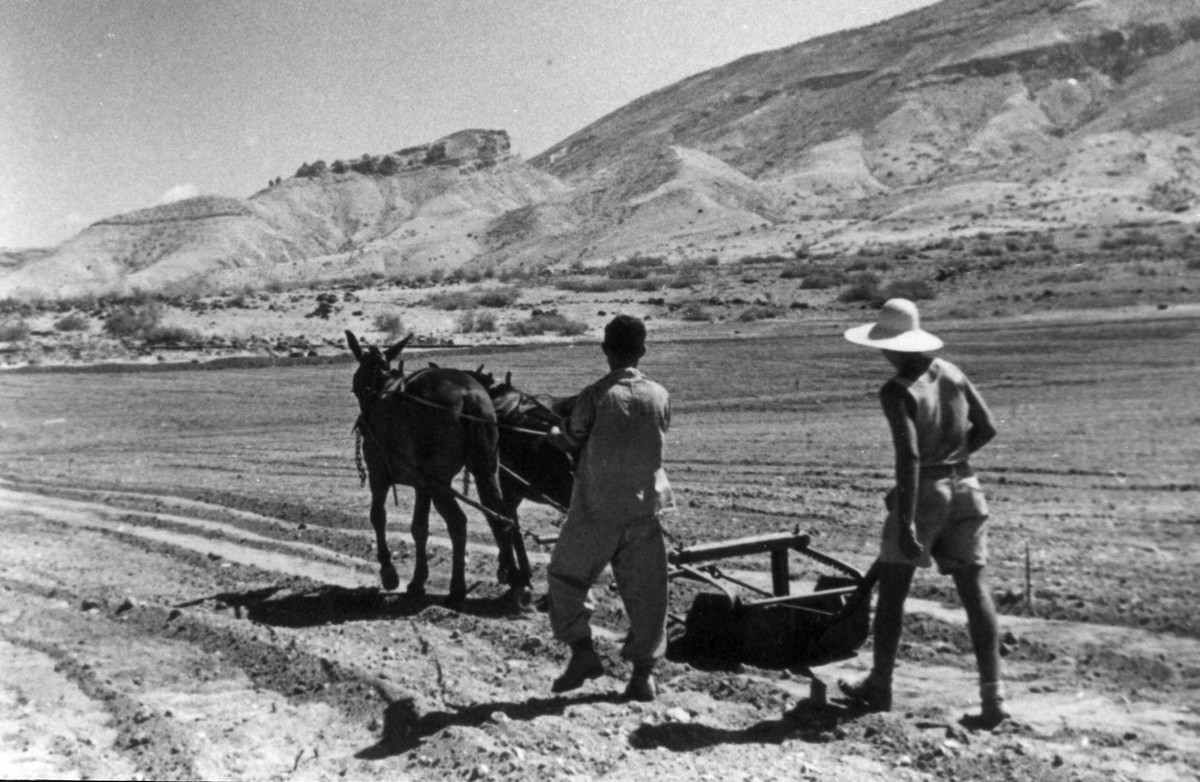 משתלבים בכל ענפי המשק