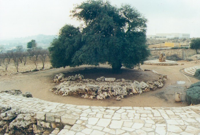 עץ האלון במרכז גוש עציון