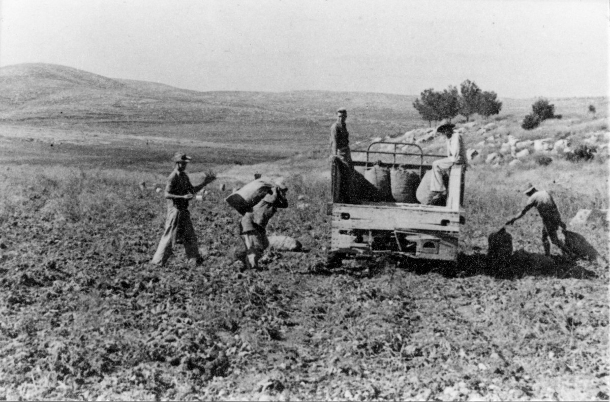 הכ דליה