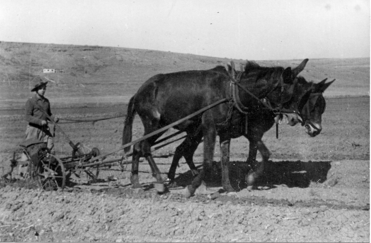 הכשרת גניגר