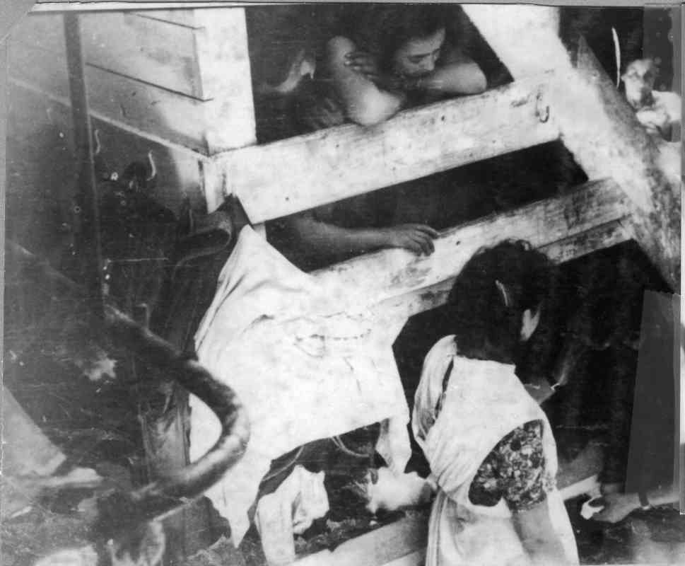 במכלאות בחום יולי-אוגוסט