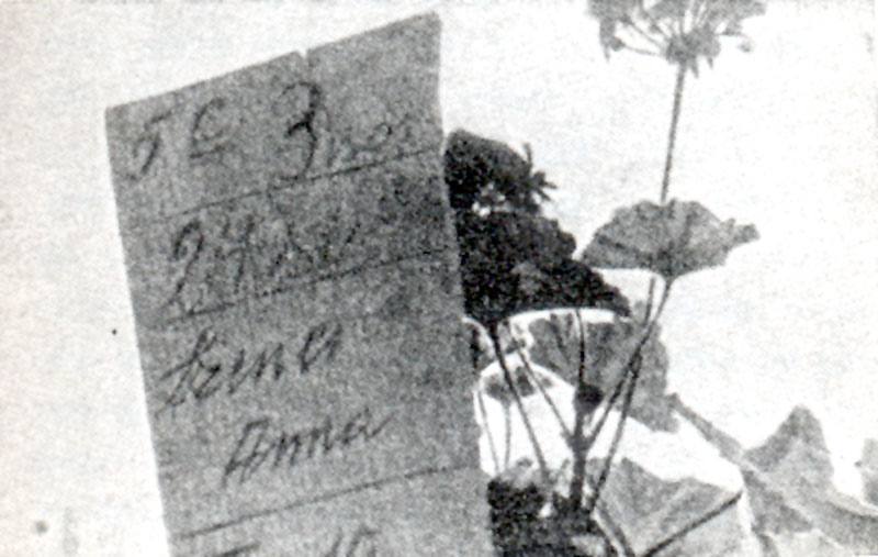 מצבה בבית הקברות היהודי בבודפשט תמונה
