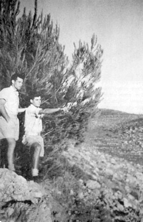 יעקב וידיד בפלמ"ח, מעלה החמישה 1947 תמונה