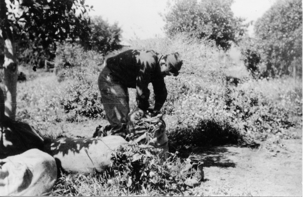 בעבודה ביגור. מופיע בתמונה: איתמר גולני תמונה
